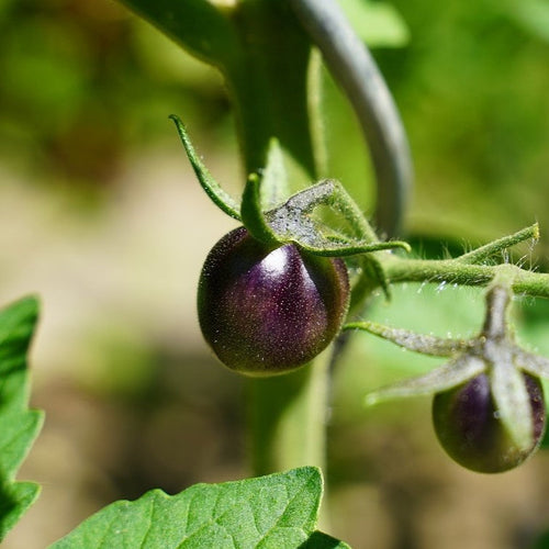 Super Soil HUMITERRA-GREEN®: la soluzione ideale per le solanacee