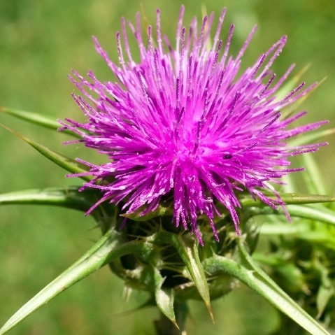 propoli per piante- proprietà antifungine - proteggere le piante con la propoli - protezione antifungina per le piante - protezione biologica contro il freddo - protezione colture