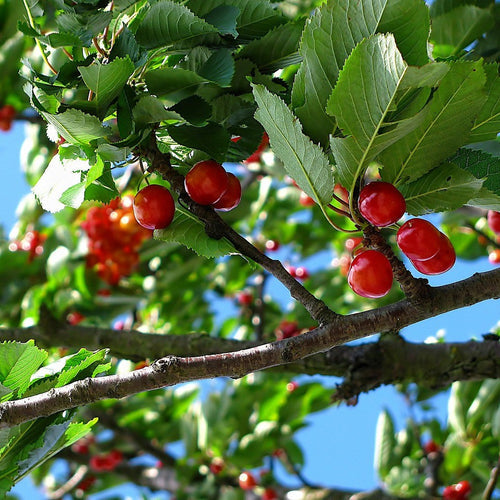 fertilizzante ecologico - fertilizzante erboristico organico - fertilizzante liquido per piante - fertilizzante naturale - fertilizzante organico - fertilizzante organico naturale - fertilizzante per campo aperto