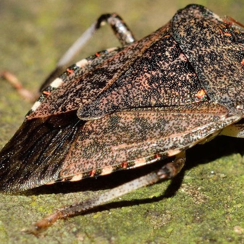 Floresnat Muscas: La Difesa Naturale contro la cimice asiatica