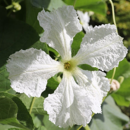 Super Soil HUMITERRA-GREEN®: la scelta ideale per le cucurbitacee