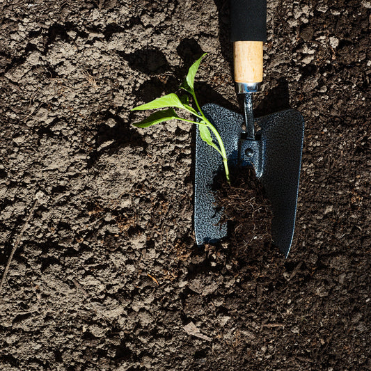 L’importanza dei microorganismi nei suoli agricoli secondo Terra-Green: scopri Micosnat M5