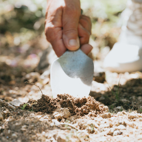 difese naturali contro i parassiti - difese naturali delle piante - disinfettante naturale per piante - elicitore naturale - elicitori naturali per piante - equilibrio nutrizionale delle piante - erbe officinali - erbe palustri