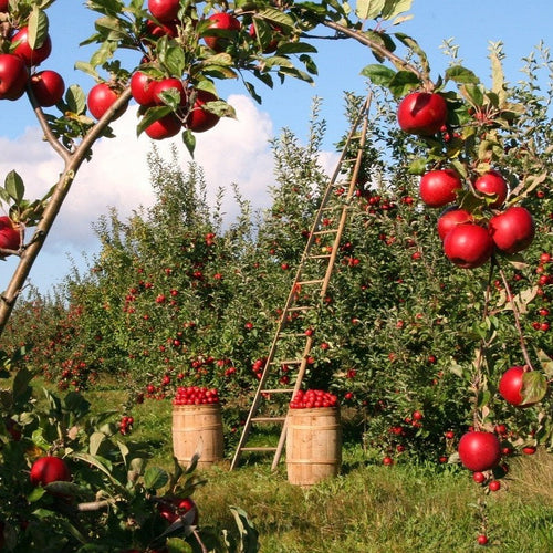 protezione dalle temperature - protezione delle piante - protezione ecologica per coltivazioni - protezione ecologica per colture