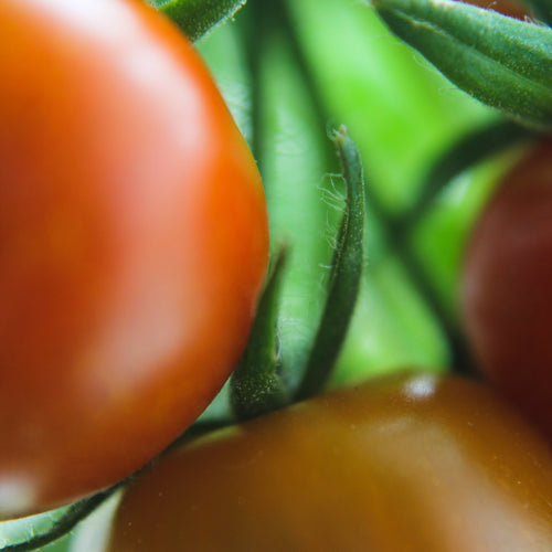 piante ecologiche - piante Ficus - piante in vaso - piante Monstera – pomodoro - prevenzione parassiti fungini e animali - prodotto naturale per giardinaggio - promuovere la biodiversità