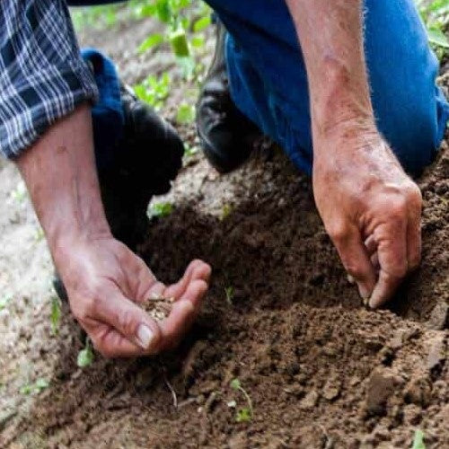 protezione da stress ambientali - protezione dalle malattie delle colture - protezione dalle malattie fungine - protezione delle piante - radicazione veloce - rinforzare le piante naturalmente - rinforzo delle difese naturali delle piante