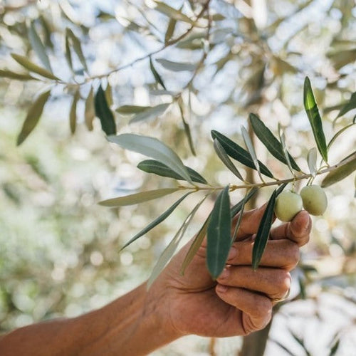 agricola ecologica - alghe marine - apparato radicale - cicatrizzazione piante - coltivazioni biologiche - crescita sana delle piante - difesa contro i parassiti- disinfettante naturale per piante- elicitori naturali per piante