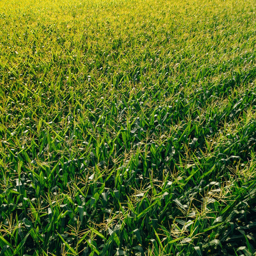 Agricoltura naturale ed efficienza nutrizionale delle piante