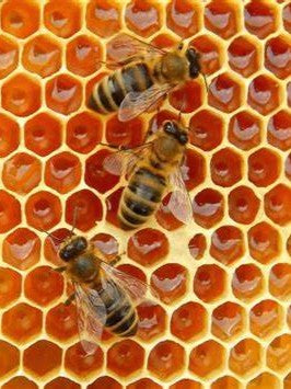 erbe spontanee montane - estratti alchemici per piante - estratti spagirici da erbe officinali - estratti spagirici da erbe spontanee - estrazione spagirica - estrazioni alchemiche - estrazioni erboristiche per piante