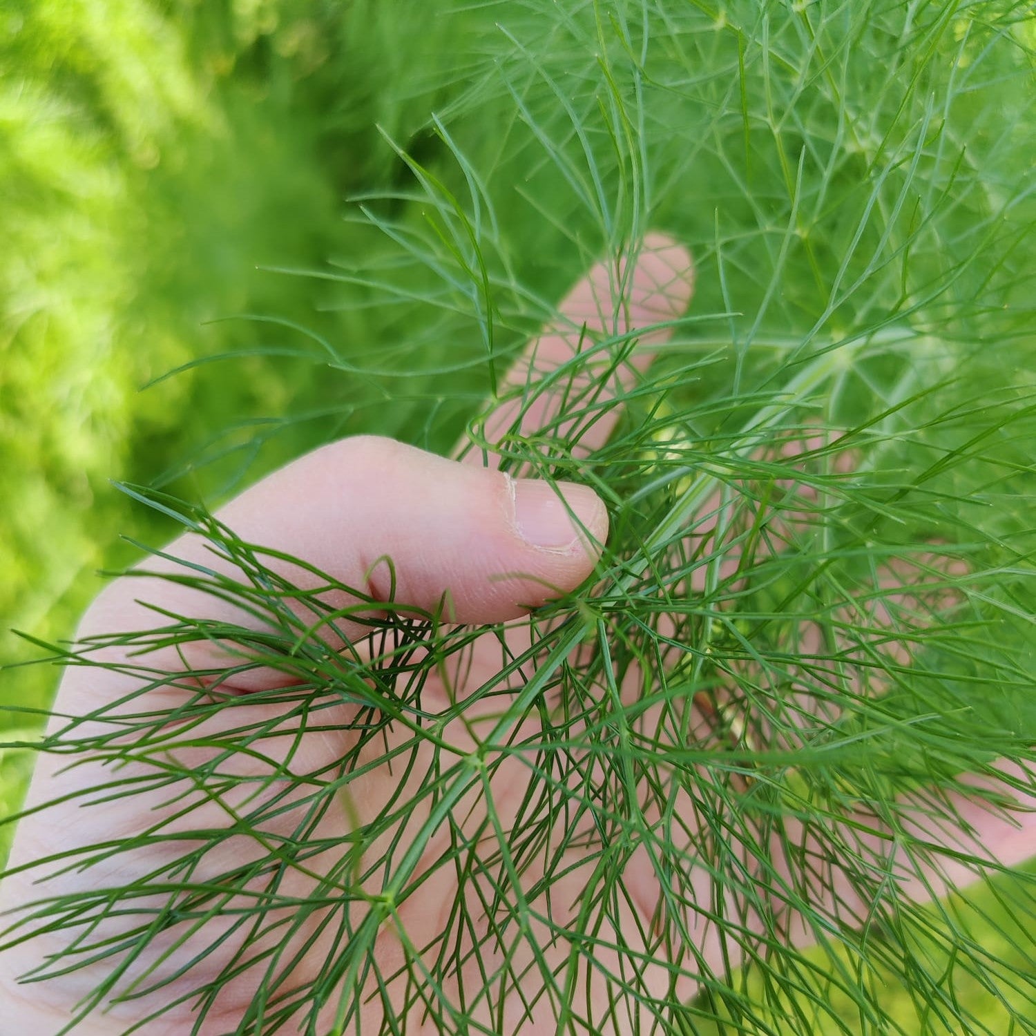 scambio gassoso - soluzioni naturali per il gelo - soluzioni naturali per la difesa delle piante - sostegno naturale per piante in fioritura - sostenibilità ambientale