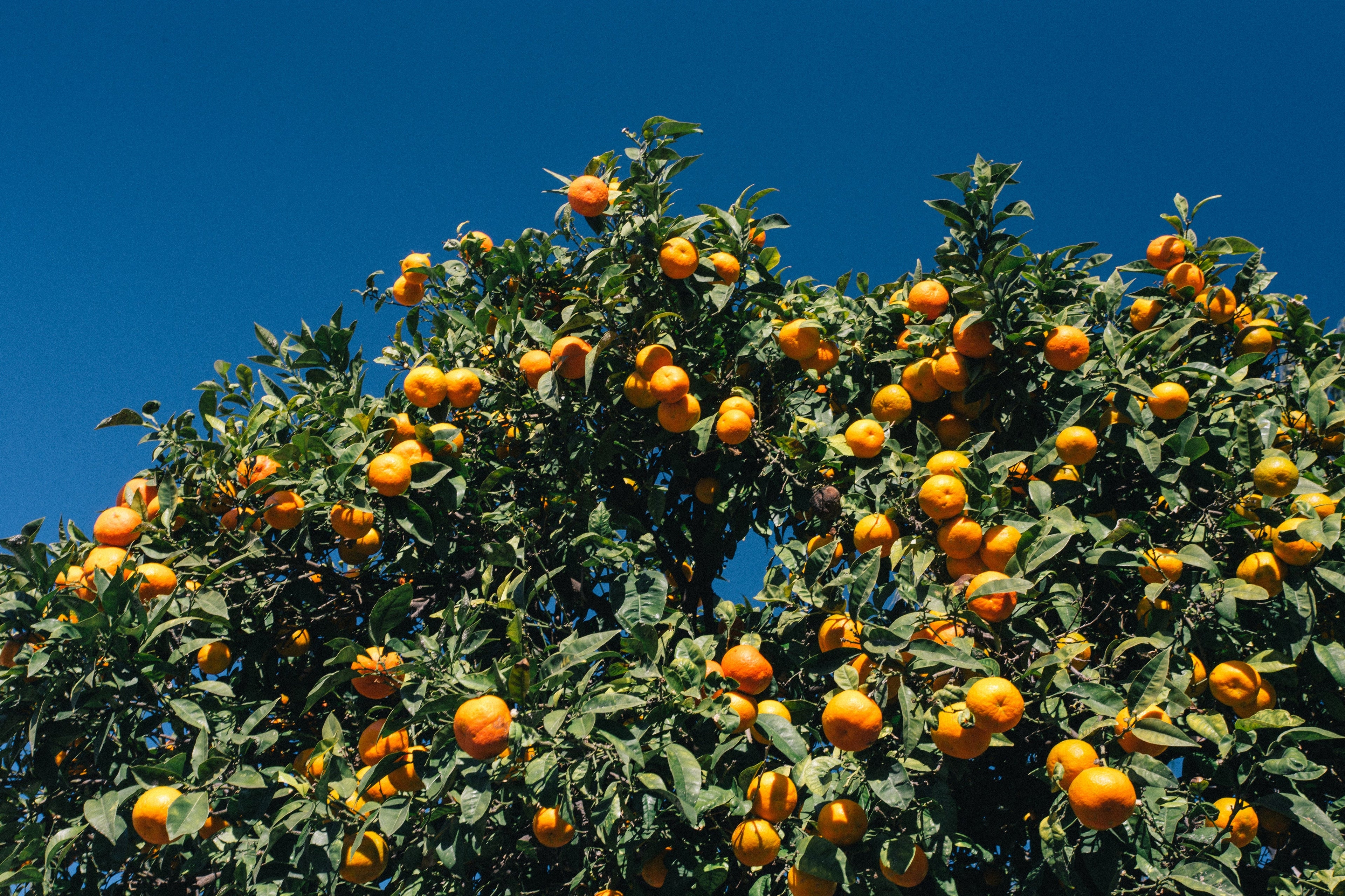 supporto nutrizionale per la crescita delle piante - sviluppo radicale - terra sana - trattamenti fogliari - trattamenti fogliari biologici - trattamenti invernali - trattamenti invernali per piante