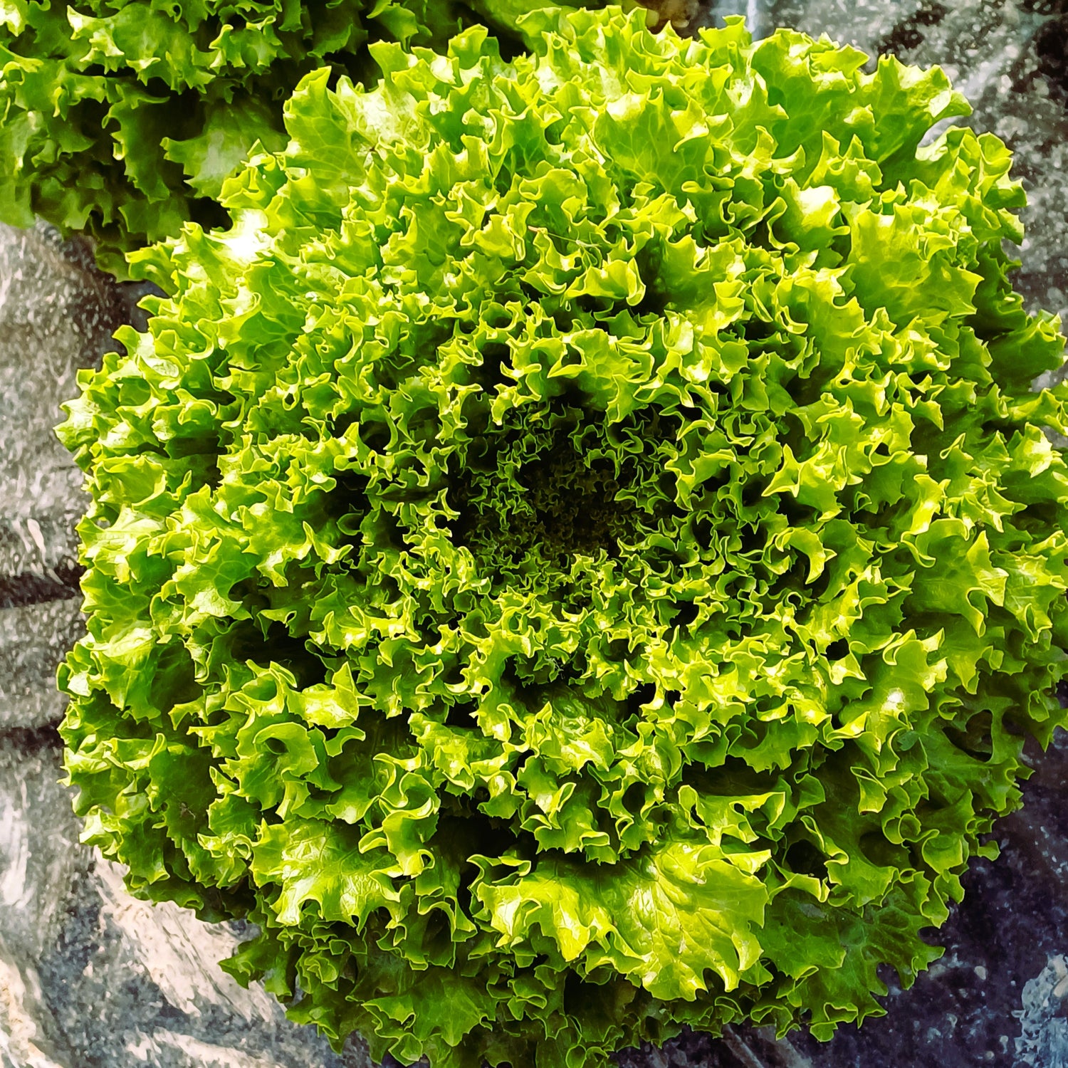 protezione sostenibile delle colture – psille - purificazione del terreno - qualità organolettiche delle piante - radicazione forte - radici sane - rafforzare le difese naturali - ragnetto rosso