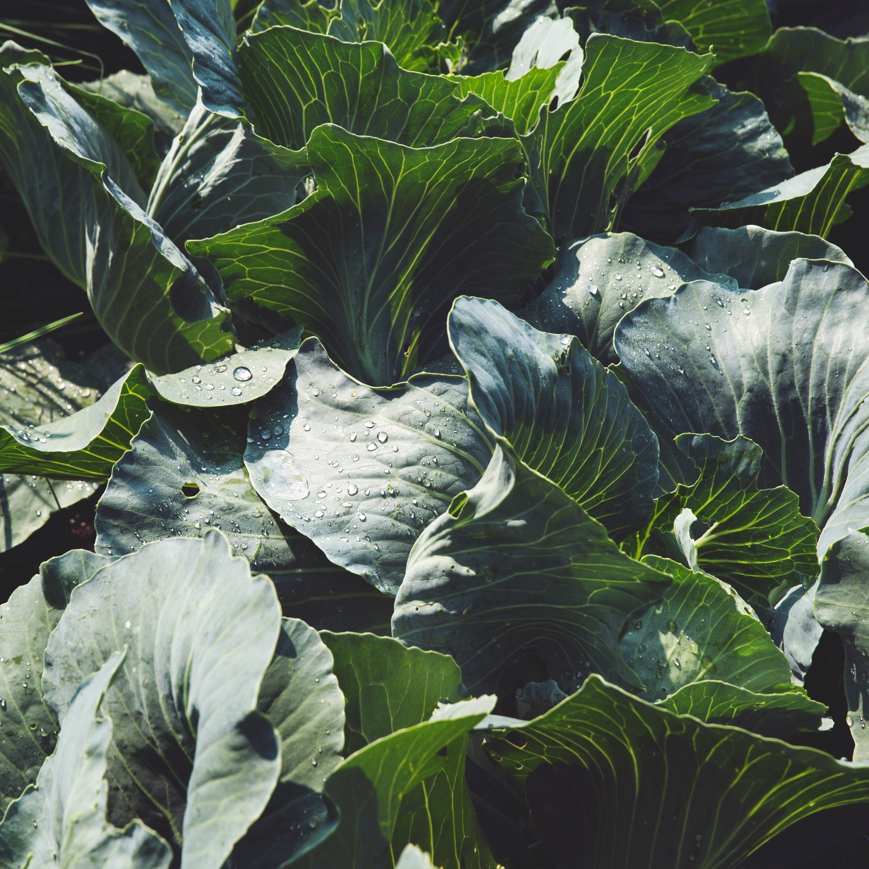 concime erboristico organico biologico - concime organico erboristico - concime organico fogliare- concime organico naturale - concime organico per gelate - concime per la maturazione dei frutti - concime sistemico ed elicitore