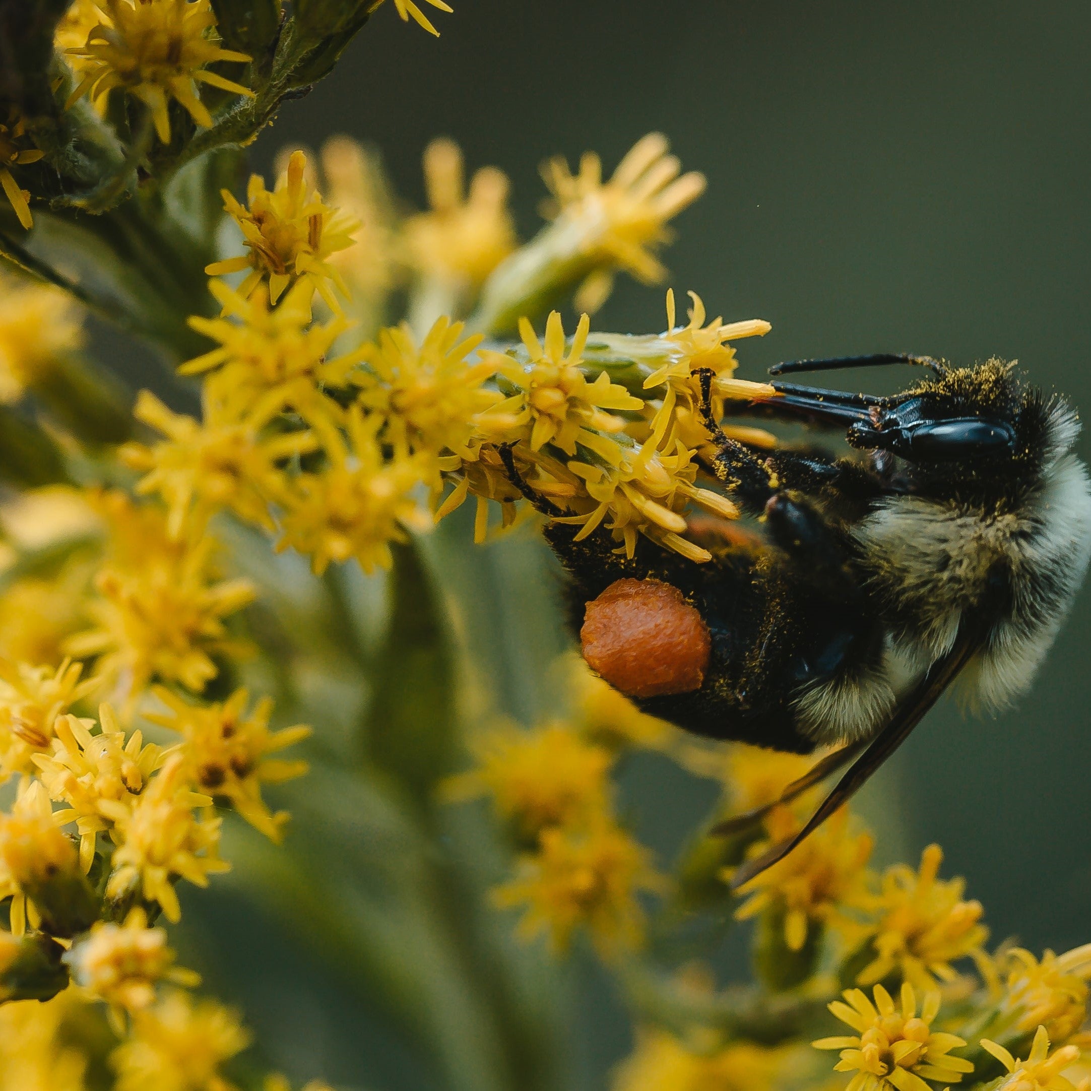 fertilizzante per fertirrigazione - fertilizzante per frutteti - fertilizzante per idroponica - fertilizzante per orti e giardini - fertilizzante per orticoltura - fertilizzante per piante