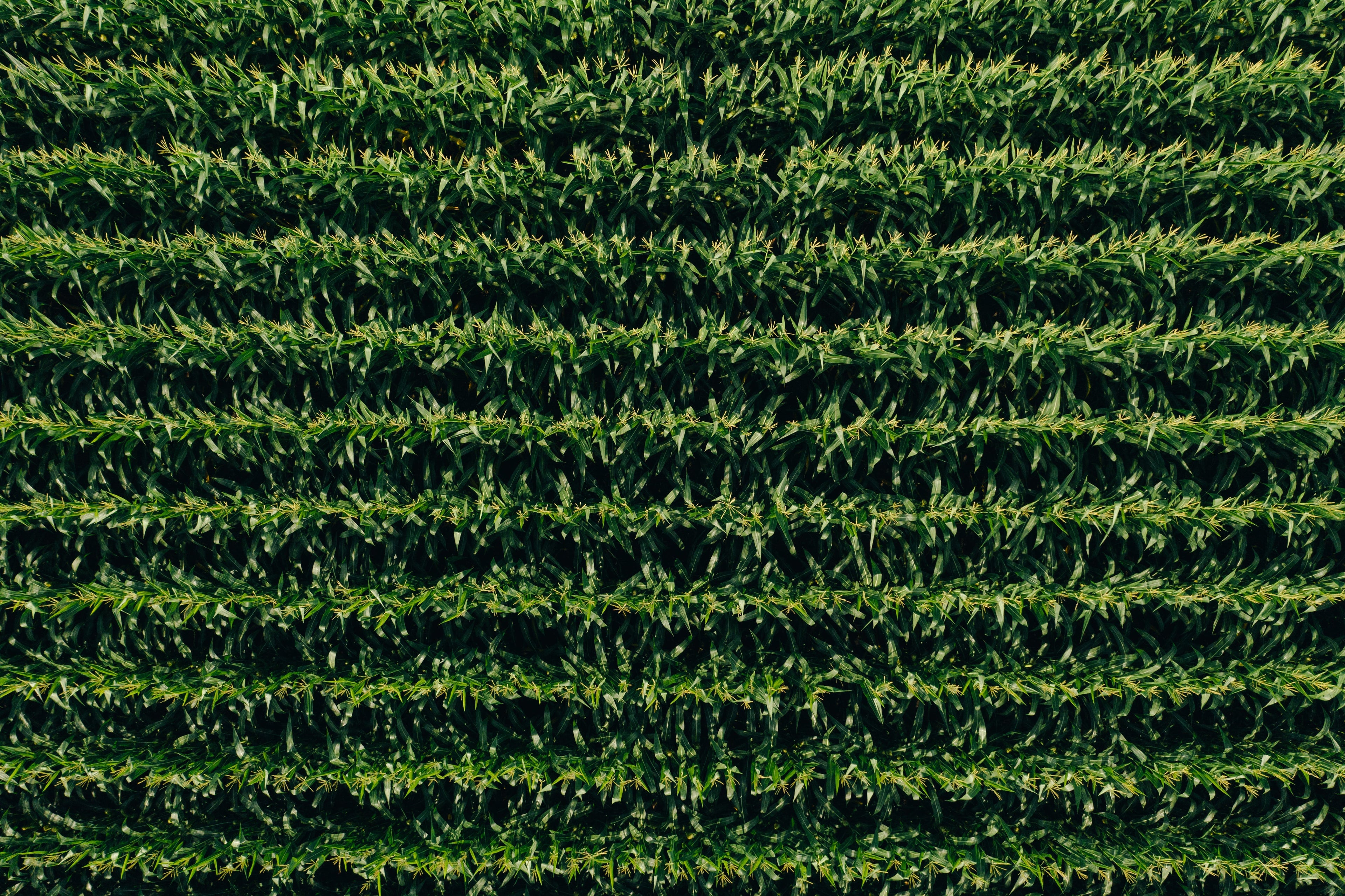 concime sistemico per piante - concimi ad azione sistemica - concimi ecologici - concimi erboristici organici - concimi naturali - concimi naturali per uso fogliare - concimi per piante biologiche - concimi sistemici