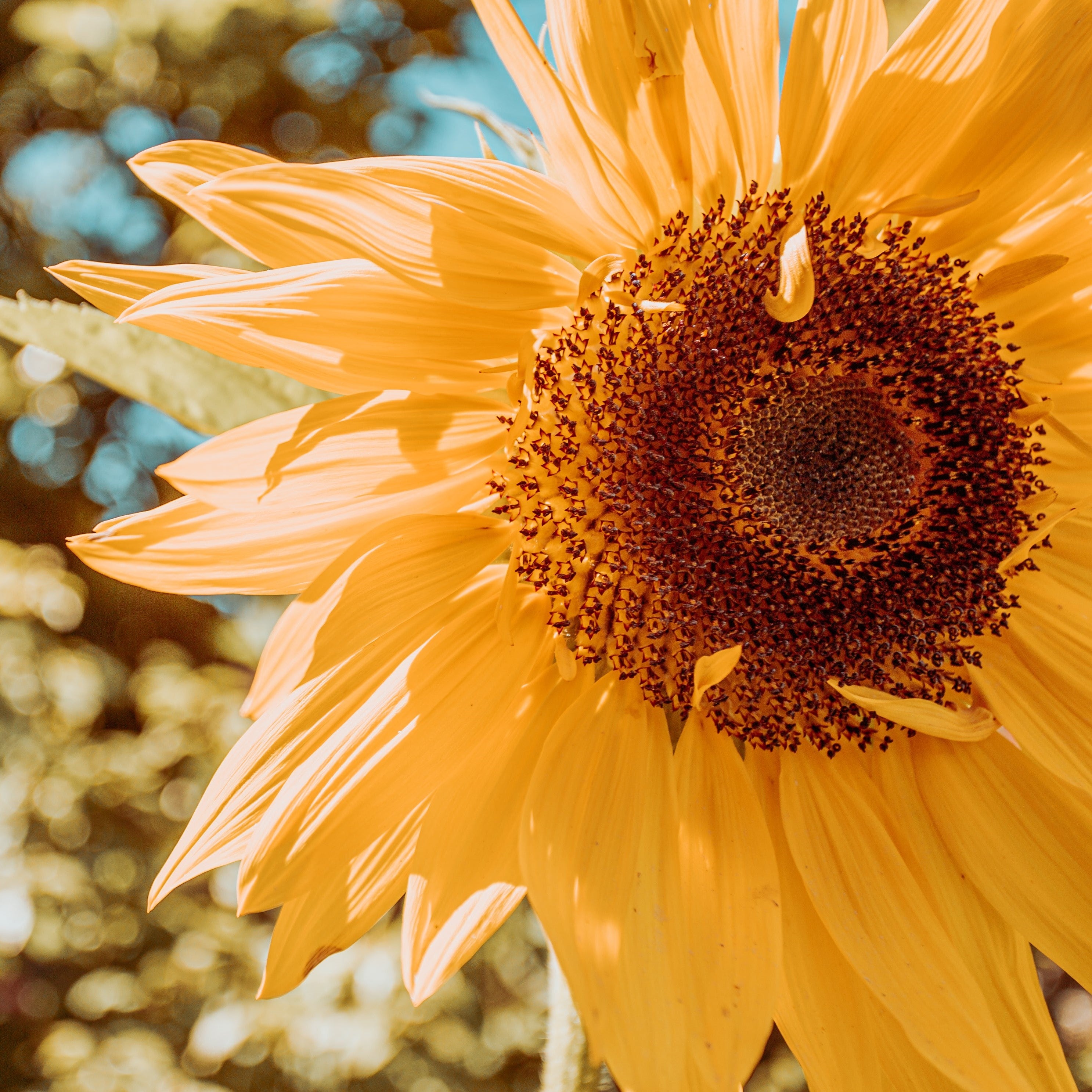 cavolo rapa - cicatrizzante per piante - coltivazioni idroponiche - colture inappetibili per parassiti- compost- compost organico- concime biologico per colture - concime biologico per fioritura - concime biologico per frutta