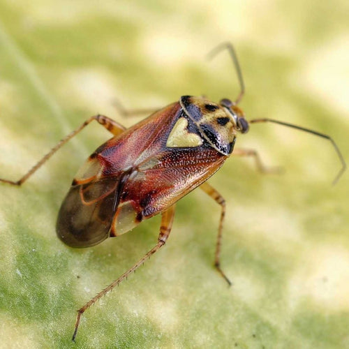 cura delle piante in fase di fioritura - difesa biologica contro parassiti - difesa contro i parassiti - difesa dalle gelate primaverili e invernali - difesa ecologica contro basse temperature - difese immunitarie delle piante