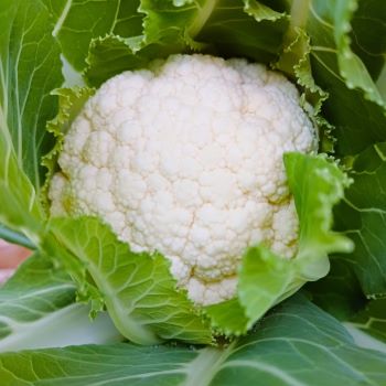 cavolo rapa - cicatrizzante per piante - coltivazioni idroponiche - colture inappetibili per parassiti- compost- compost organico- concime biologico per colture - concime biologico per fioritura - concime biologico per frutta