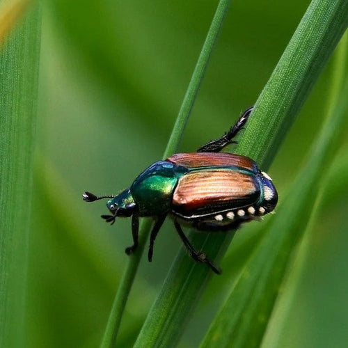 concime erboristico organico biologico - concime organico erboristico - concime organico fogliare- concime organico naturale - concime organico per gelate - concime per la maturazione dei frutti - concime sistemico ed elicitore
