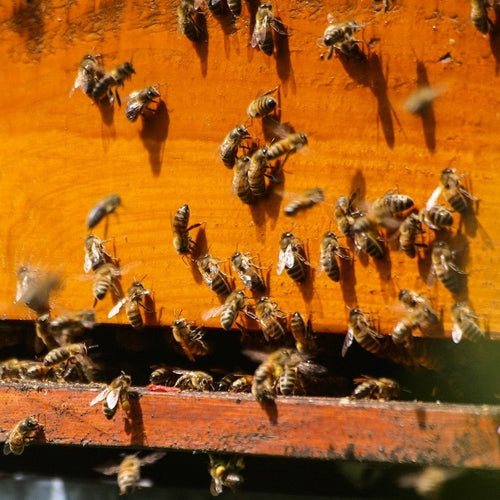 erbe spontanee montane - estratti alchemici per piante - estratti spagirici da erbe officinali - estratti spagirici da erbe spontanee - estrazione spagirica - estrazioni alchemiche - estrazioni erboristiche per piante