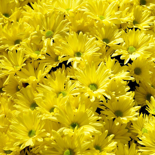 erbe spontanee montane- estrazioni erboristiche- fertilità del suolo- fertilizzante biologico- fertilizzante naturale- fertilizzante per piante in difficoltà- fertilizzazione naturale