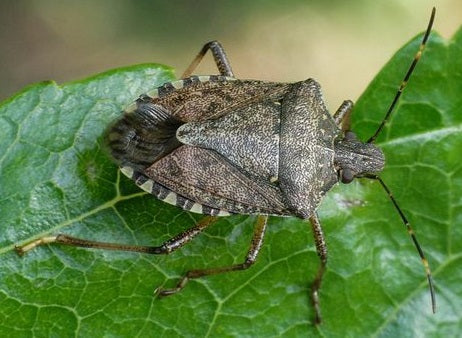 Floresnat Muscas: La Difesa Naturale contro la cimice asiatica