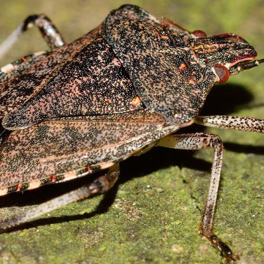 Trattamenti contro la cimice asiatica: Floresnat Muscas