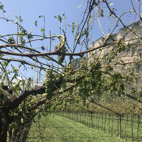 fertilizzazione sostenibile- floribatterica del terreno- giardinaggio ecologico- humus di lombrico- miglioramento del suolo – nematodi - prevenzione parassiti fungini e animali - proprietà antifungine- protezione contro parassiti svernanti