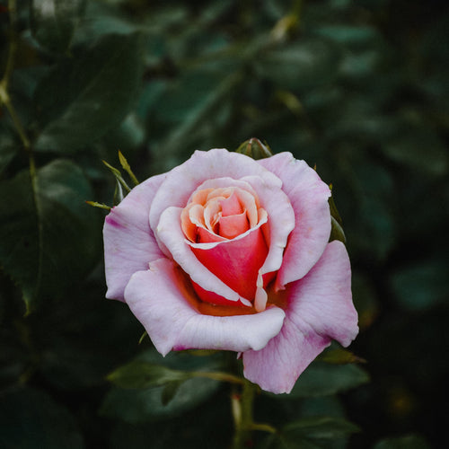 microambiente naturale contro parassiti - microbiologia del terreno - miglioramento del suolo migliorare la struttura del suolo - minerali fluviali per la protezione delle colture - non dilavabile