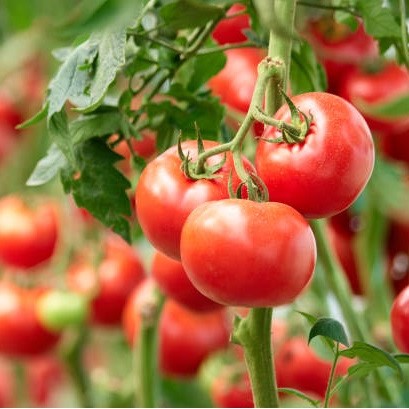 tuta absoluta trattamento per pomodoro - sistemi di irrigazione tecniche per prevenire stress idrico e malattie associate- biostimolanti- prodotti che stimolano la crescita delle piante e migliorano la loro resistenza- valutazione della salute del suolo-