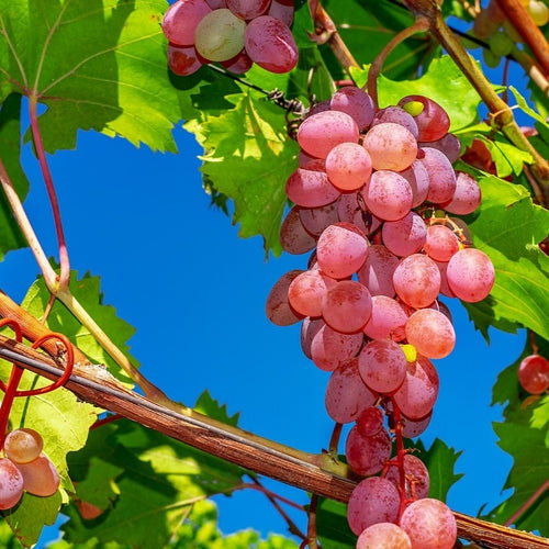 idroponica - impollinazione naturale - incremento della resa Agricola - insalate - maturazione e sapidità dei frutti - micro e macroelementi per piante