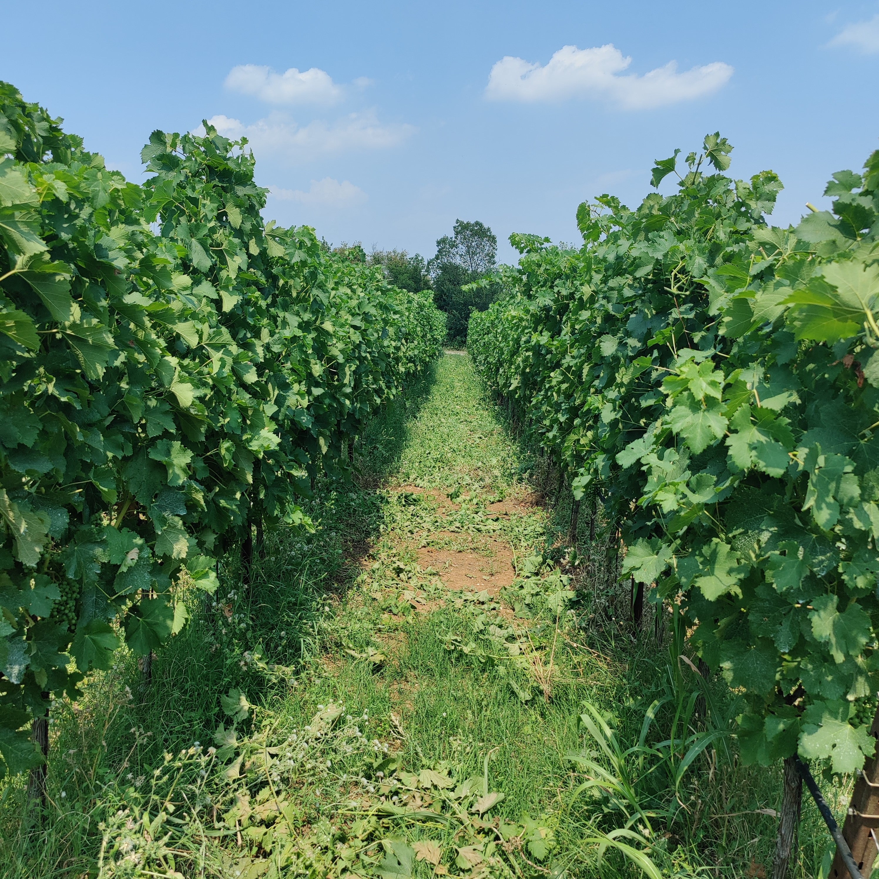 restauro ecologico- tecnologie verdi- interventi di recupero- restaurazione del suolo- ecosistema- fertilizzazioni vigneti- fertilizzante- nutrienti- microelementi fertilizzazione organica- 