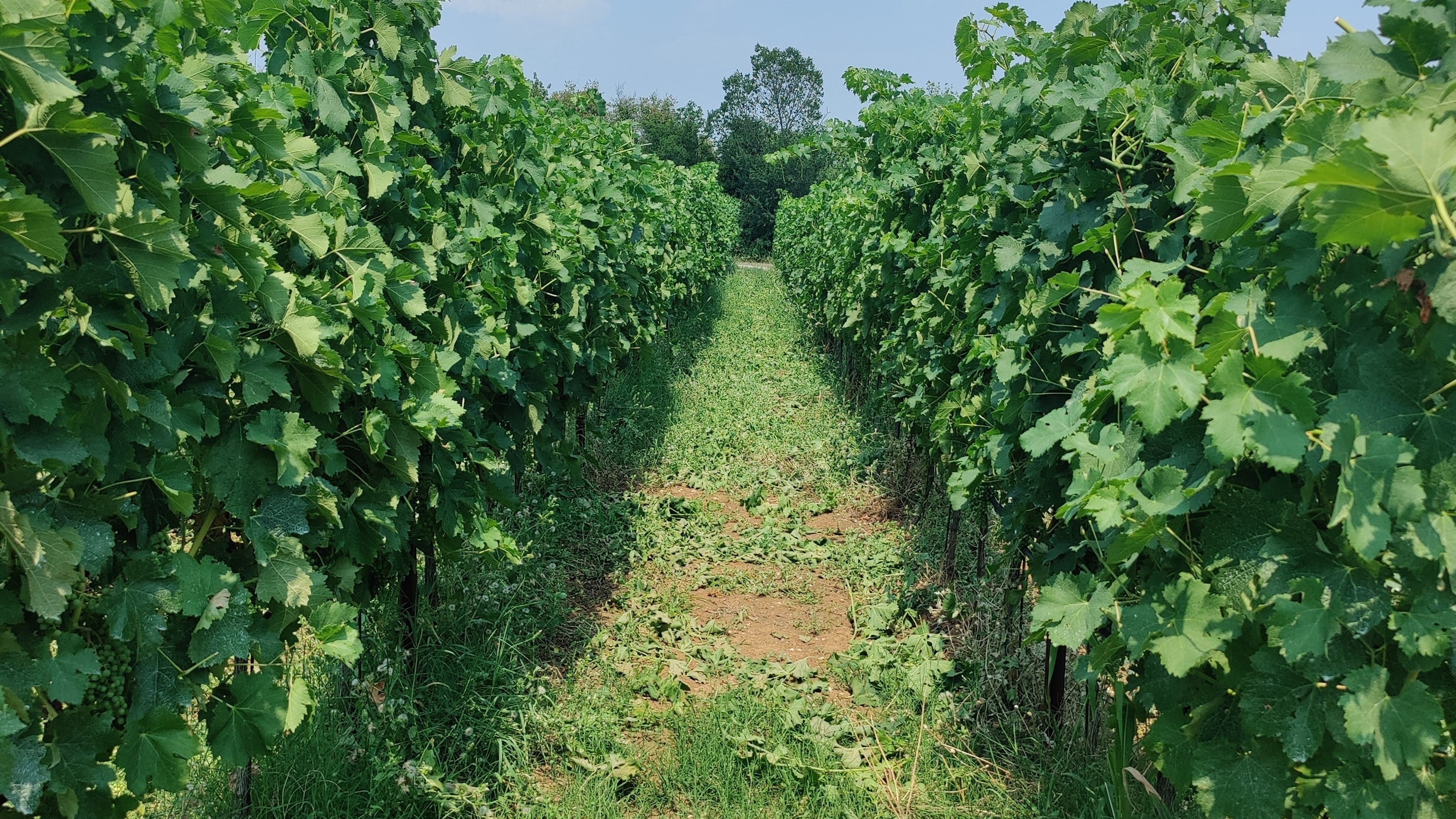 biodinamico- produzione agricola- sostenibilitá- biodiversitá- nutrienti struttura del suolo- efficienza nutrizionale- macronutrienti- micronutrienti- risanamento ambientale- decontaminazione- terreni inquinati- remediazione- sostenibilità-