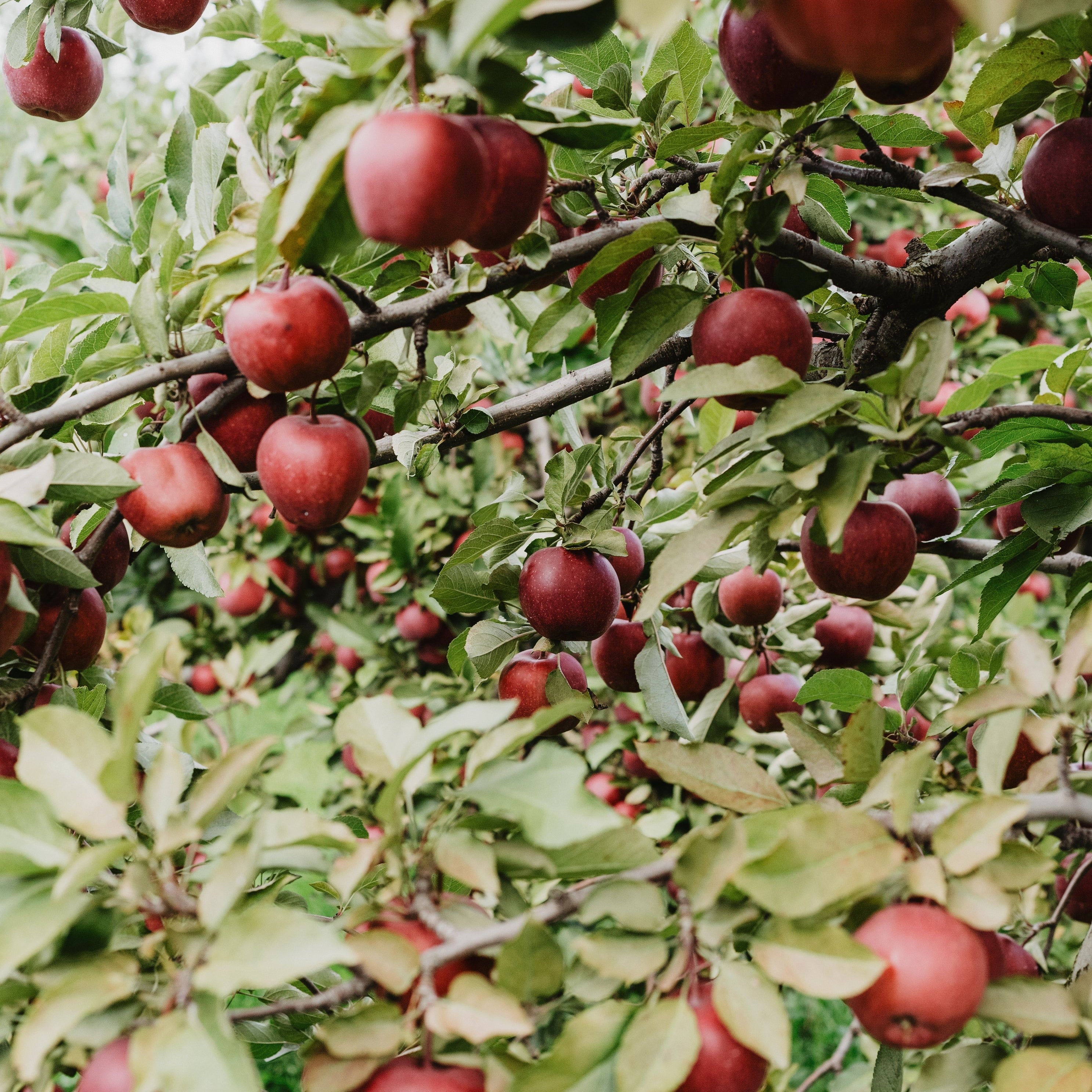 biostimolanti- prodotti che stimolano la crescita delle piante e migliorano la loro resistenza- valutazione della salute del suolo per migliorare le pratiche agronomiche- 