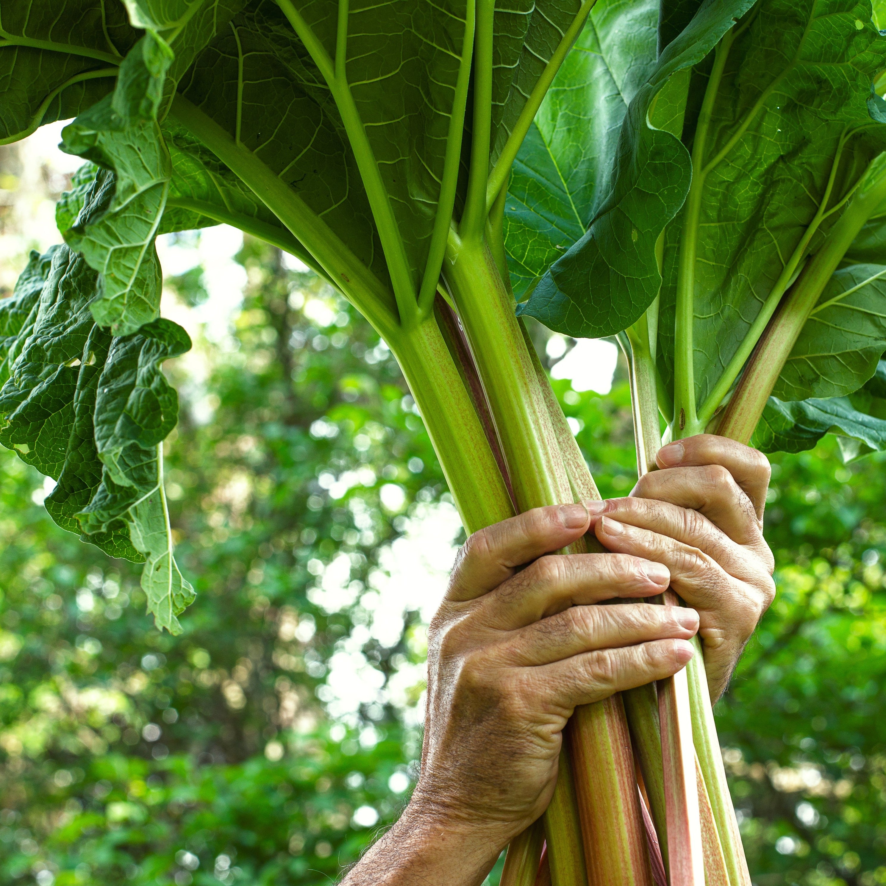 fertilizzante- nutrienti- microelementi fertilizzazione organica- compost- fertilizzazione fogliare- programma di fertilizzazione- vigneti sostenibili- salute del suolo- efficienza nutrizionale- fasi di crescita- irrigazione- variazioni stagionali- 