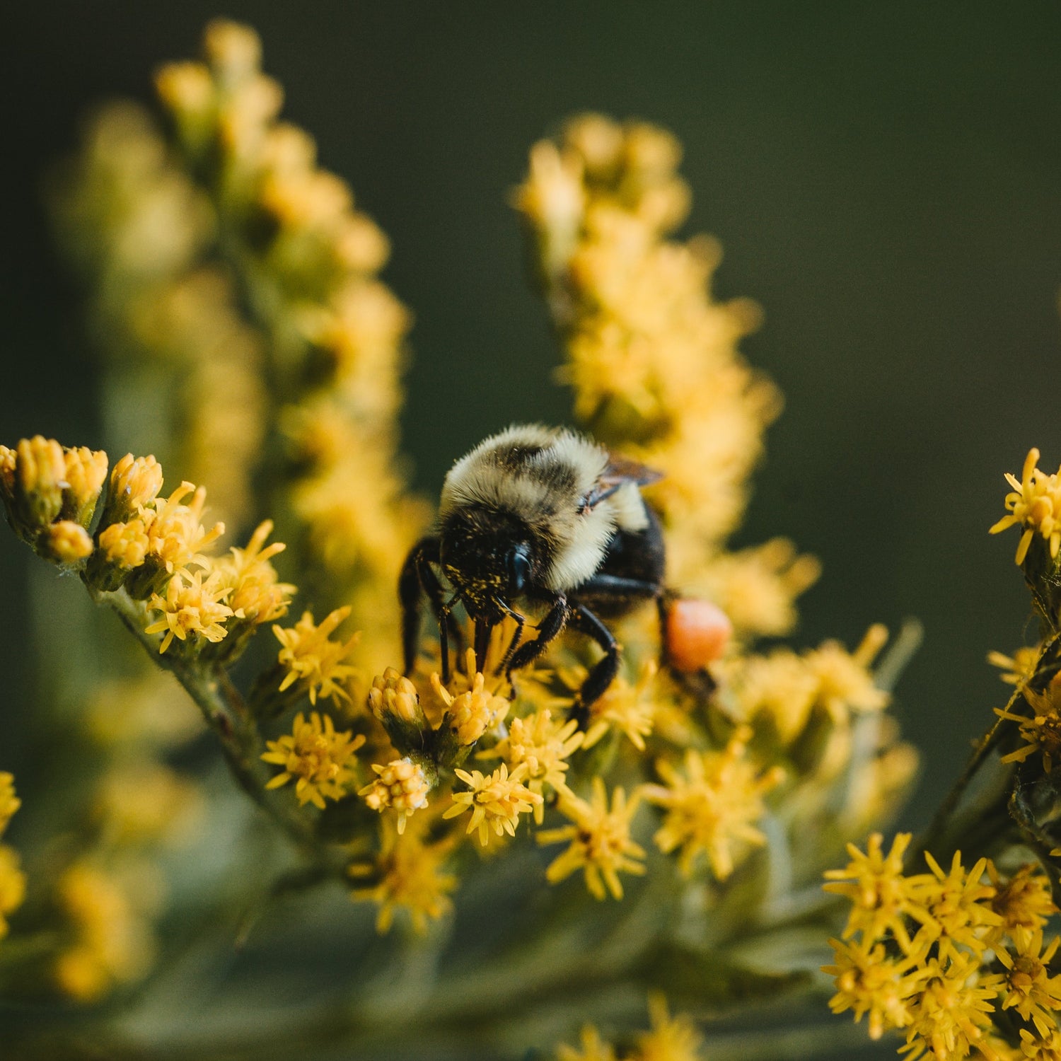 concime fertilizzante- azoto fosforo potassio concime naturale- fosforo e potassio concime naturale- concime fosforo e potassio naturale- concime piante- fertilizzanti naturali per piante- fertilizzante per le piante- concime piante naturale-