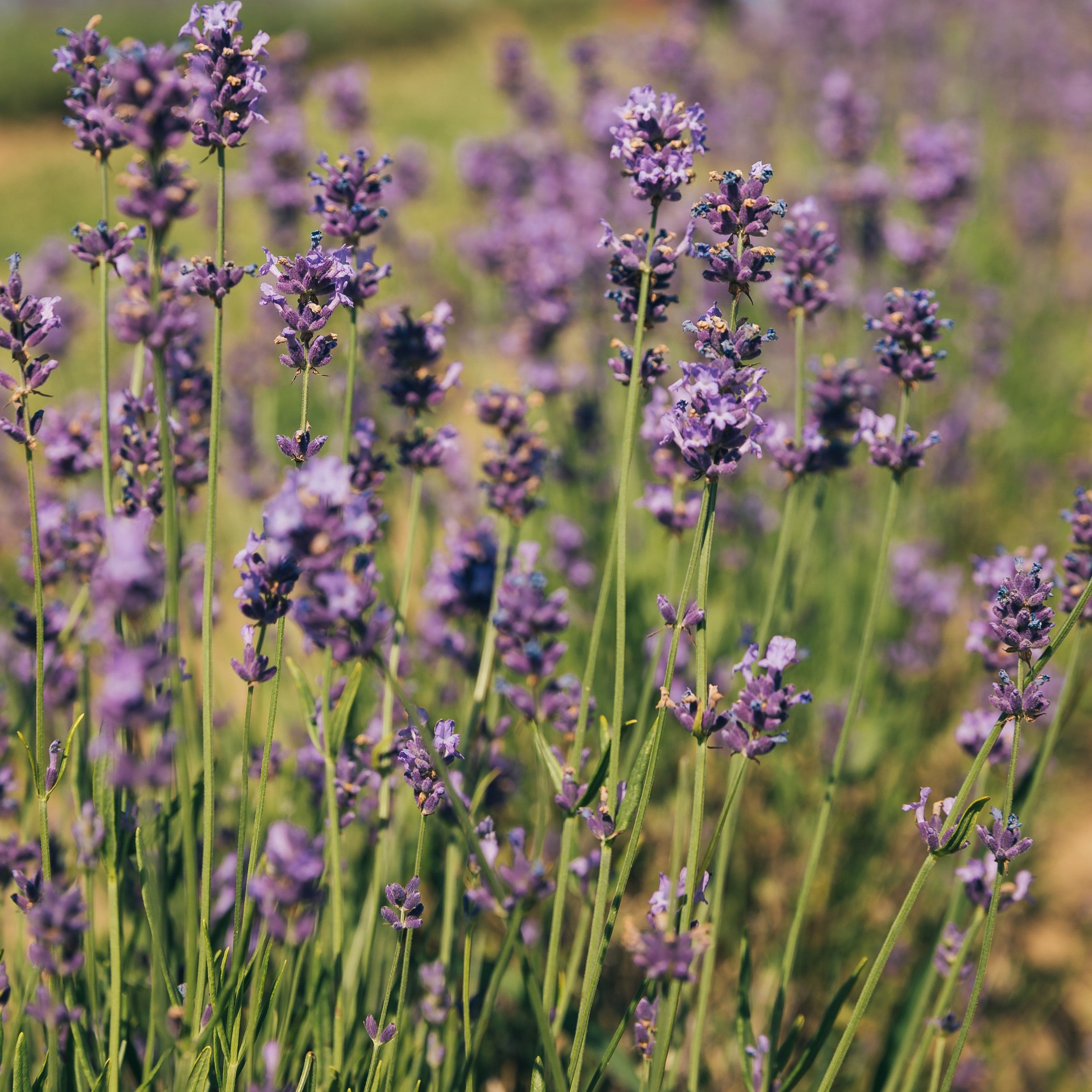 - concime naturale per le piante- concime per le piante- concime fertirrigazione- fertilizzante naturale per piante- fertilizzante naturale per piante verdi- concime naturale per piante verdi- nutrimento naturale per piante