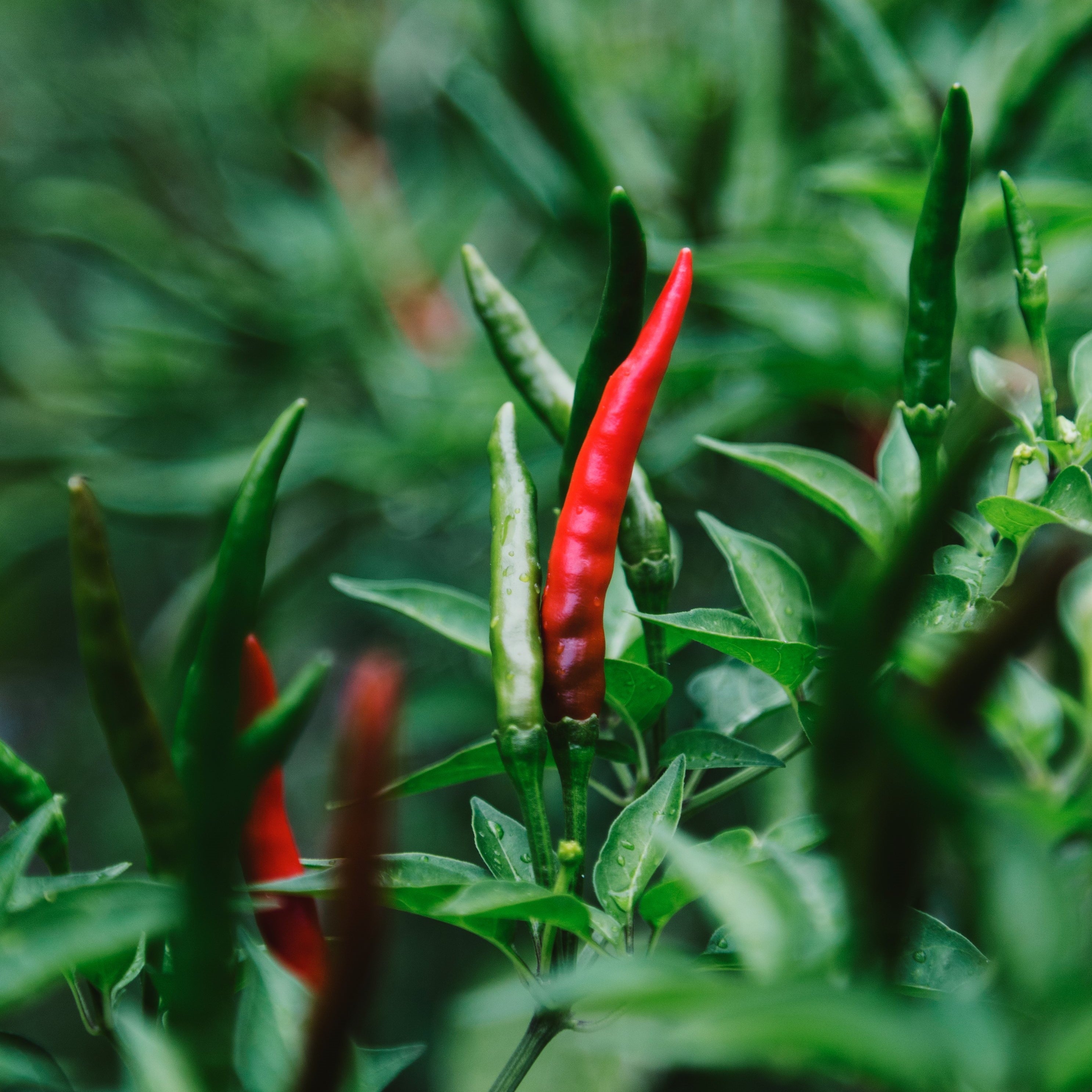 fertilizzazione sostenibile- fertirrigazione vite- olivo concimazione fogliare- magnesio per piante- concimare ciliegio- nutrizione olivo- concime biodinamico- magnesio per le piante- fertilizzante radicante- nutrienti piante- 