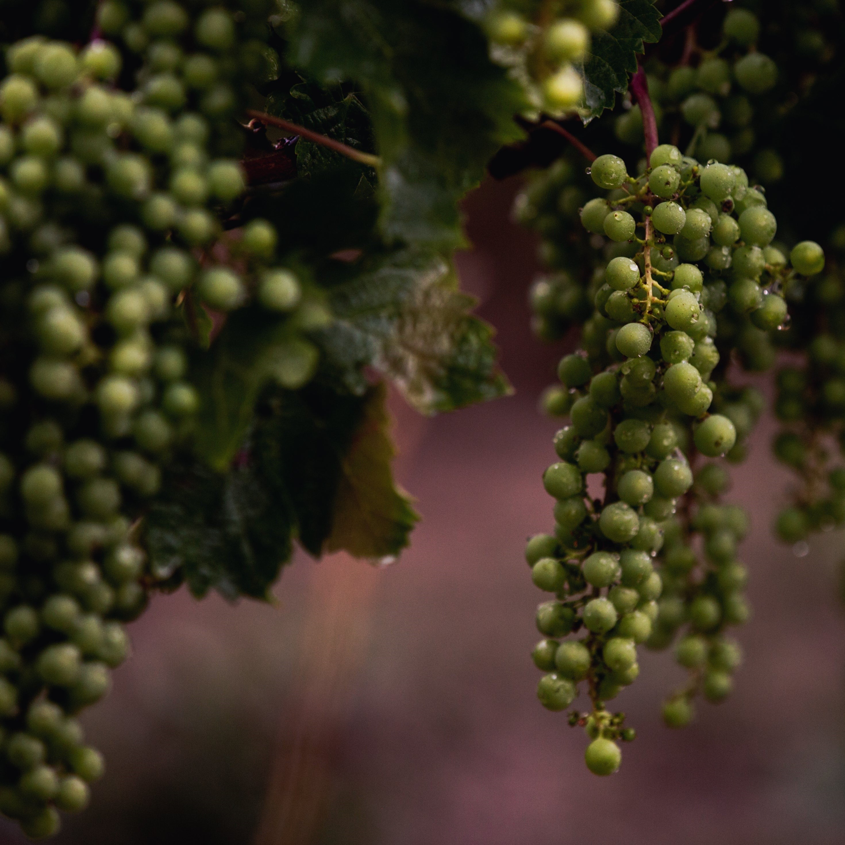 - fertilizzanti liquidi- concime naturale per piante da appartamento- nutrienti naturali per piante- fertilizzante naturale per piante da appartamento- concime liquido organico- nutrizione fogliare- concimazione acidofile- 